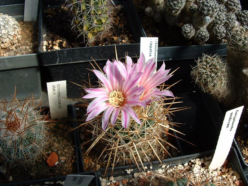 Echinofossulocactus crispatus_2.JPG